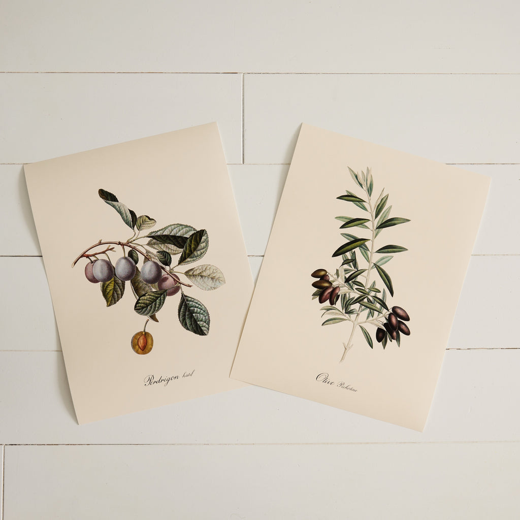 Affiche botanique Olive