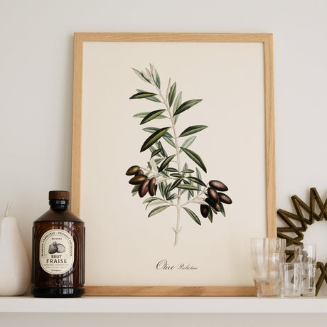 Affiche botanique Olive