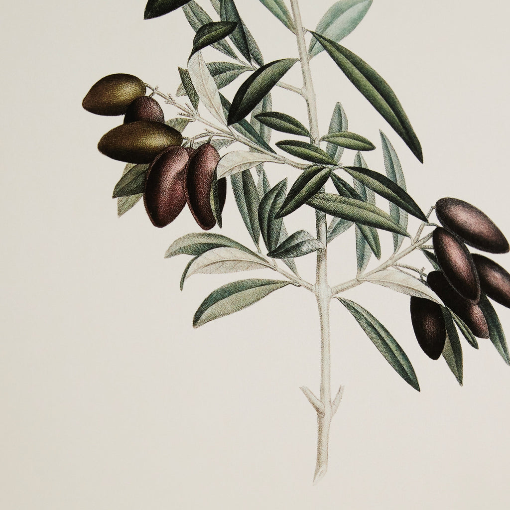 Affiche botanique Olive