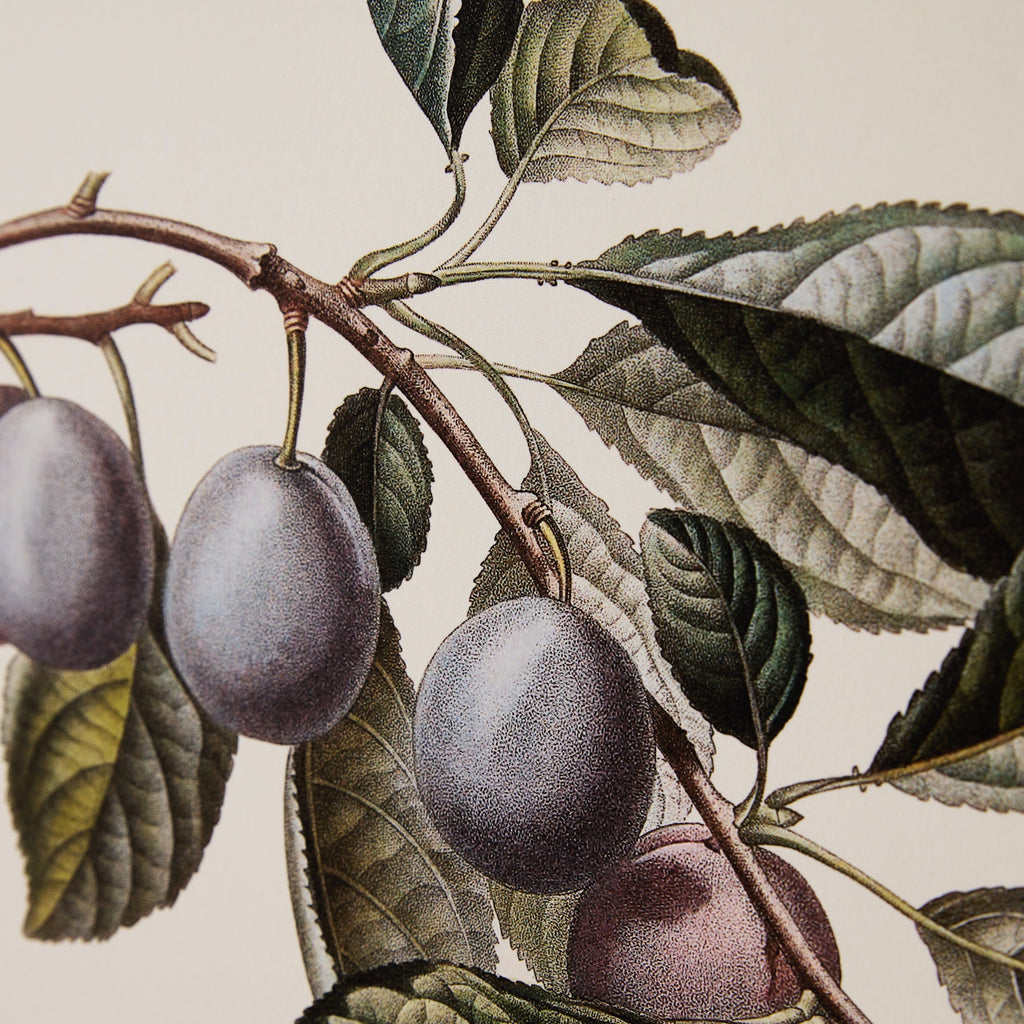 Affiche Prune
