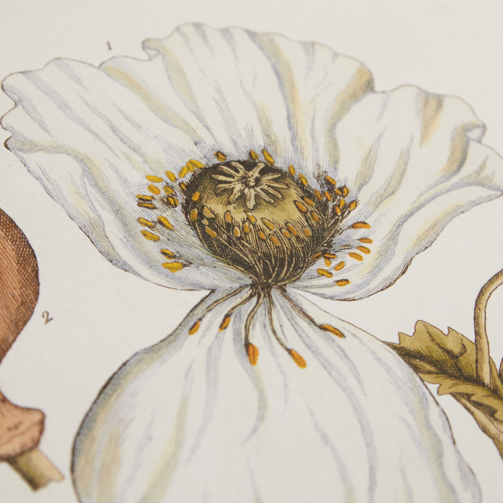 Affiche Coquelicot blanc