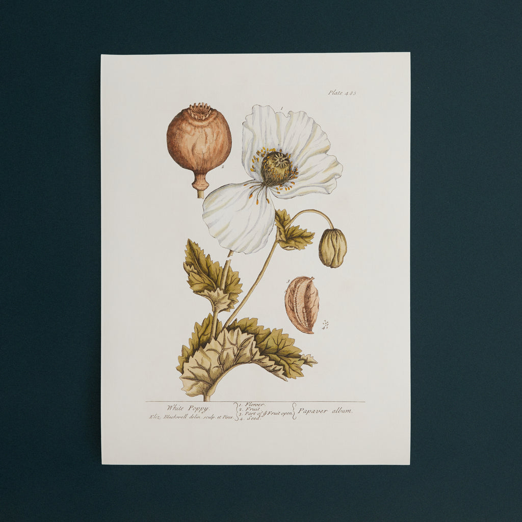 Affiche Coquelicot blanc