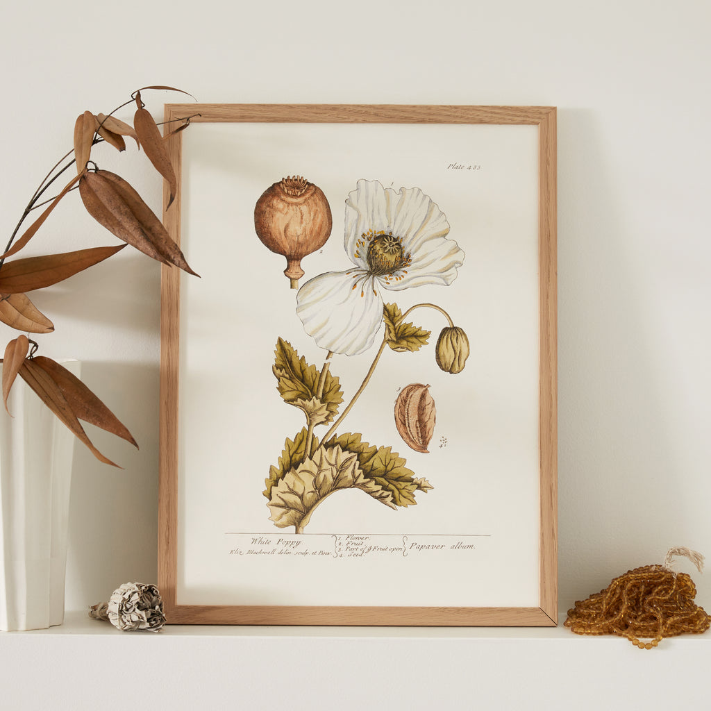 Affiche Coquelicot blanc