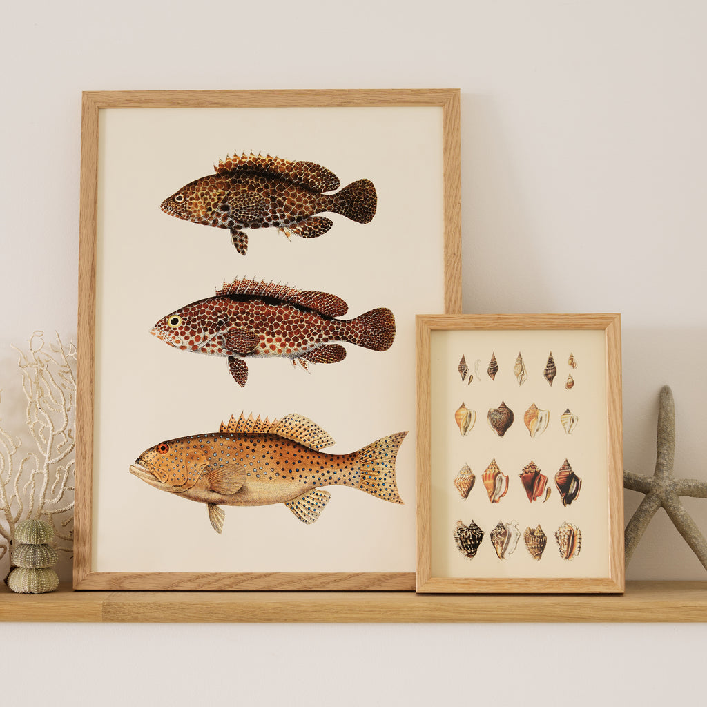 Affiche encadrée Coquillage