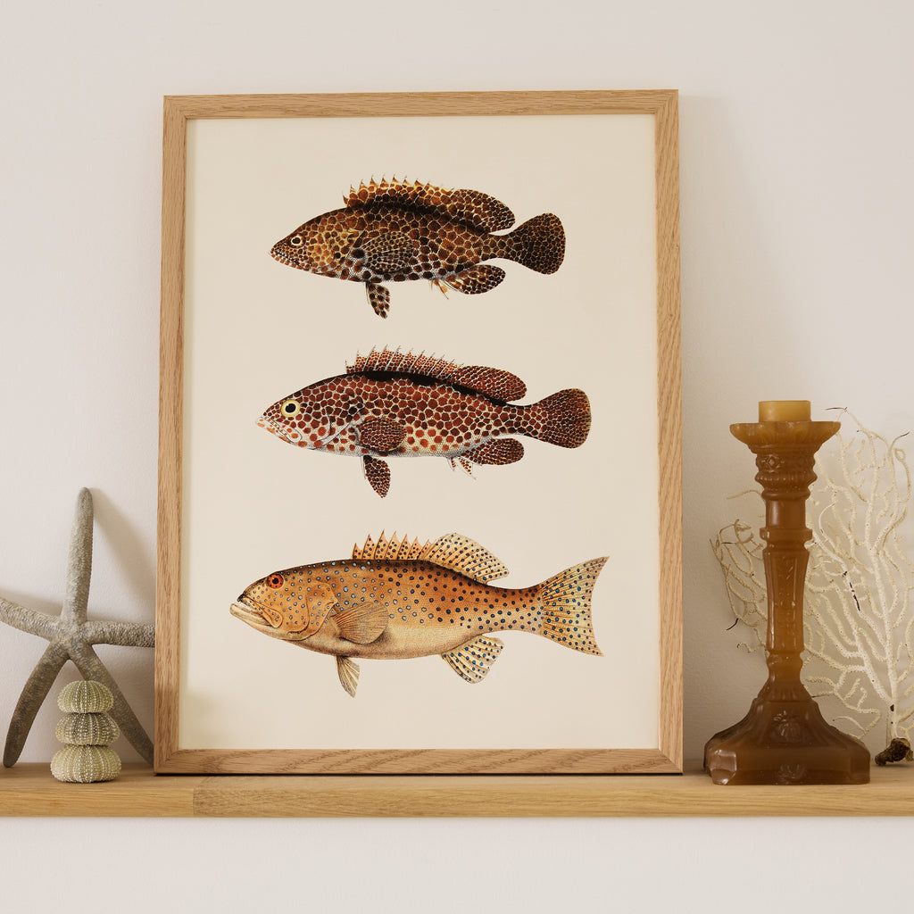 Affiche Poissons