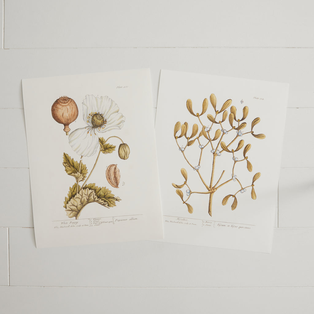 Affiche Coquelicot blanc