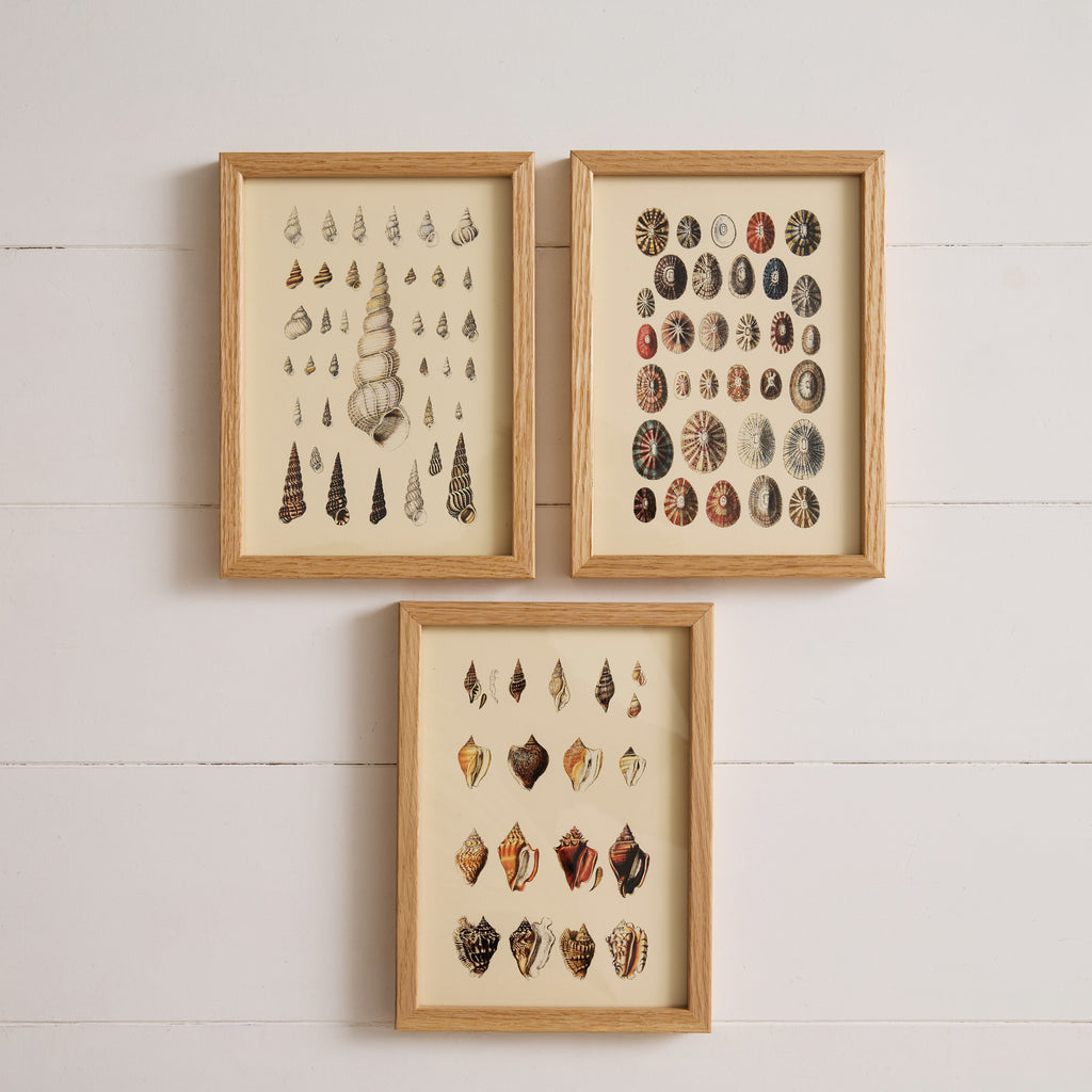 Affiche encadrée Coquillage