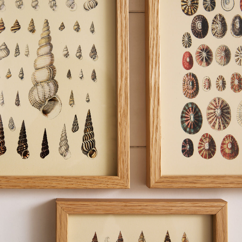 Affiche encadrée Coquillage