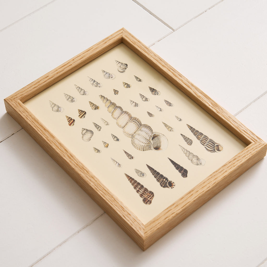 Affiche encadrée Coquillage
