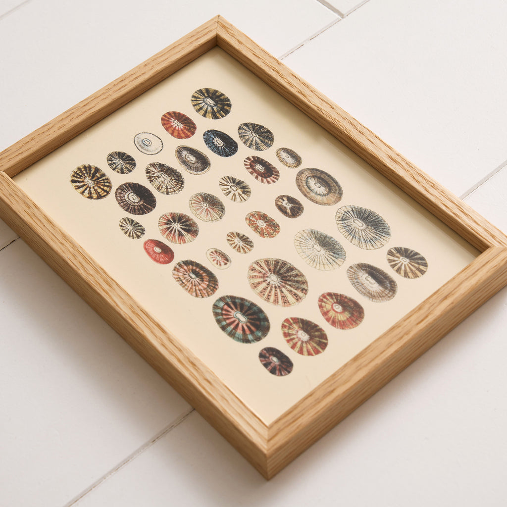 Affiche encadrée Coquillage