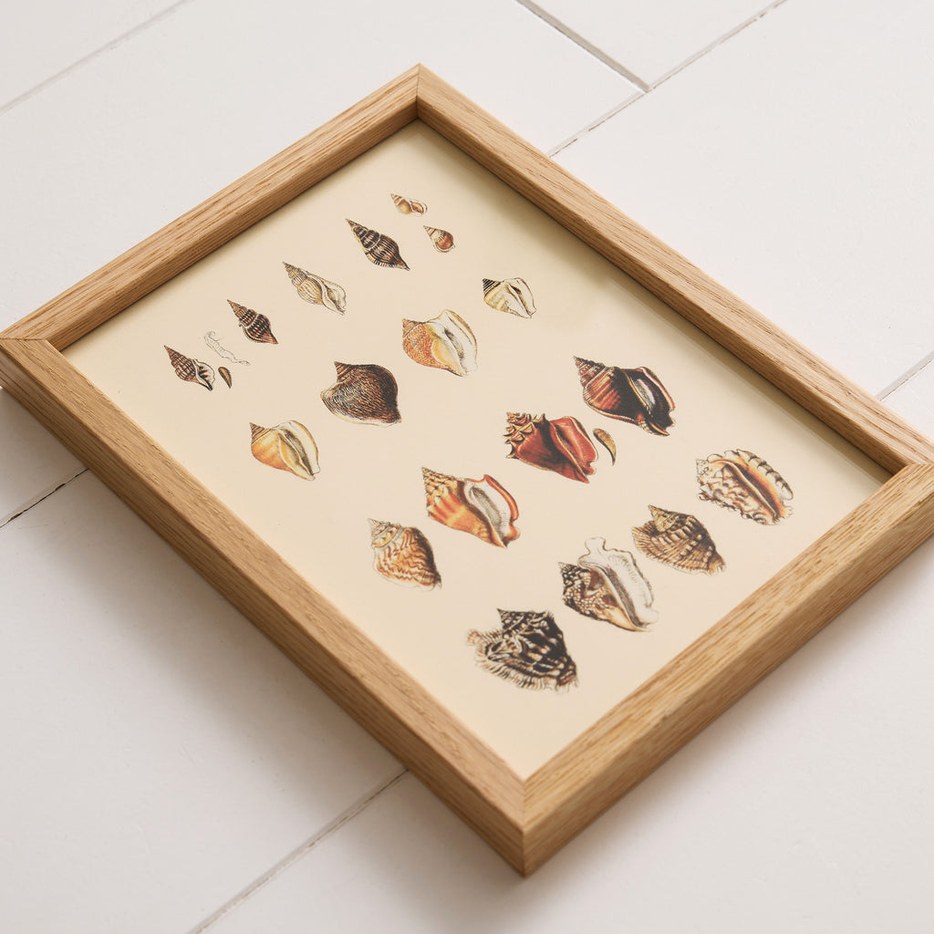 Affiche encadrée Coquillage