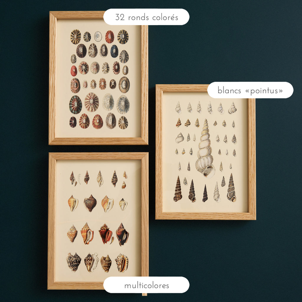 Affiche encadrée Coquillage