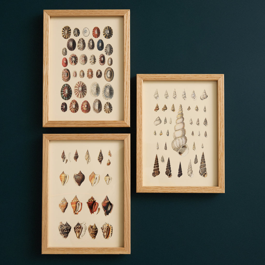 Affiche encadrée Coquillage