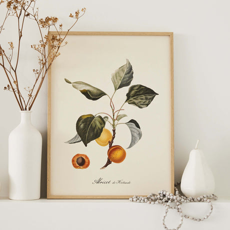 Affiche Abricot