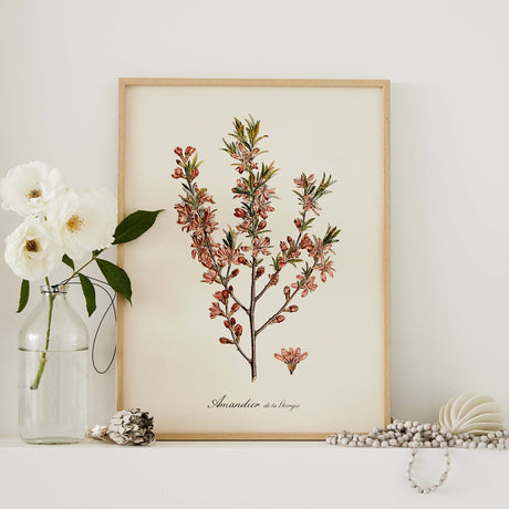 Affiche Amandier rose