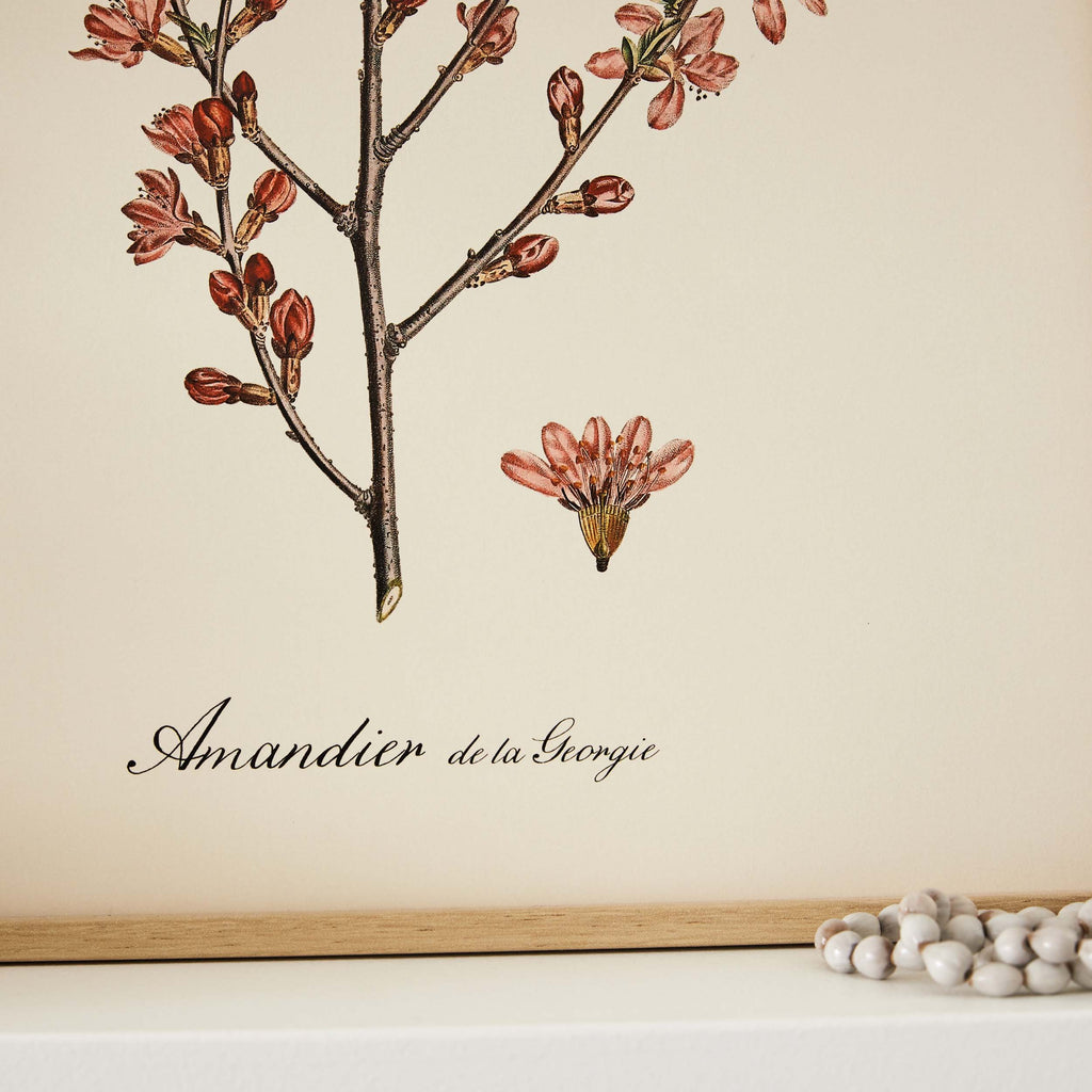 Affiche Amandier rose