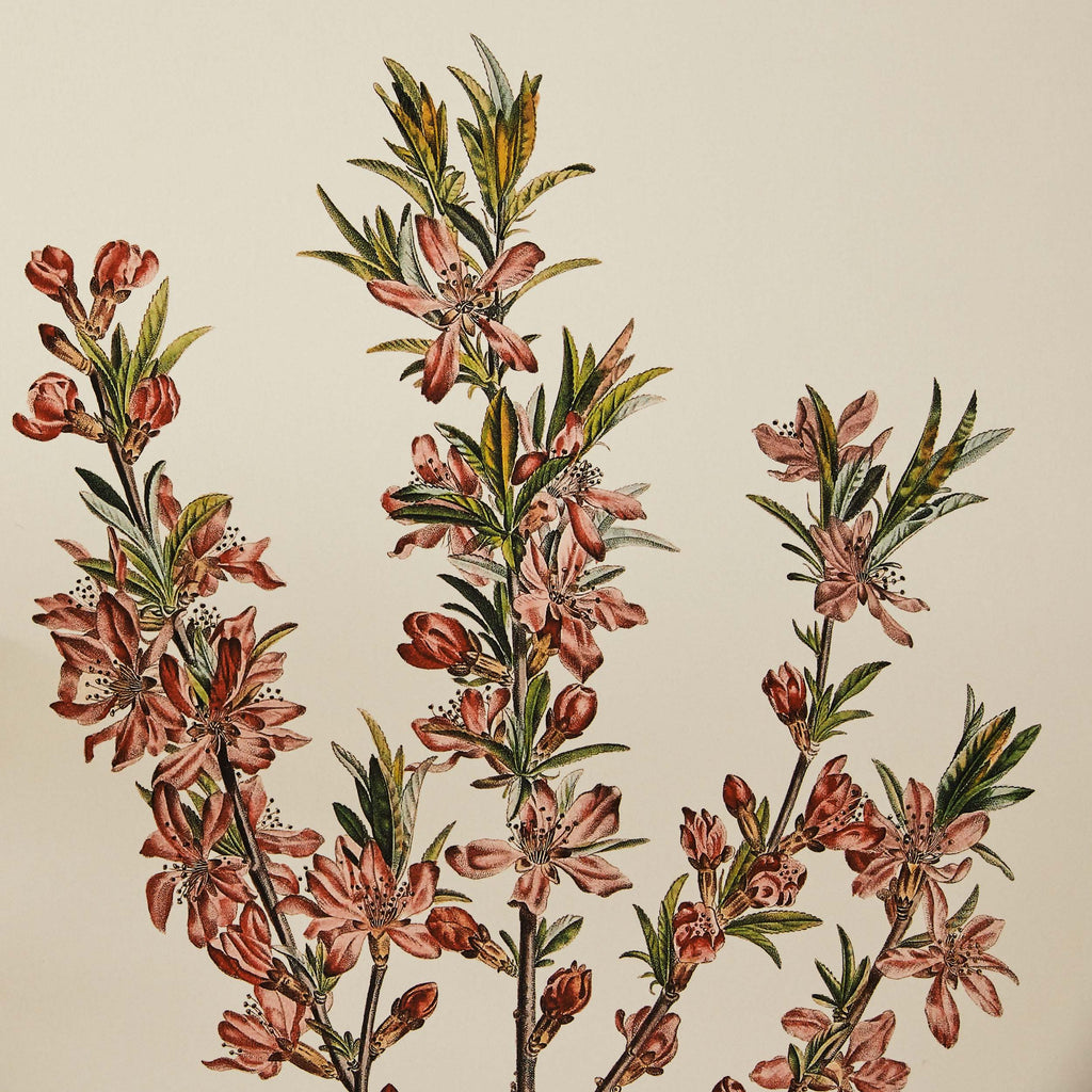 Affiche Amandier rose