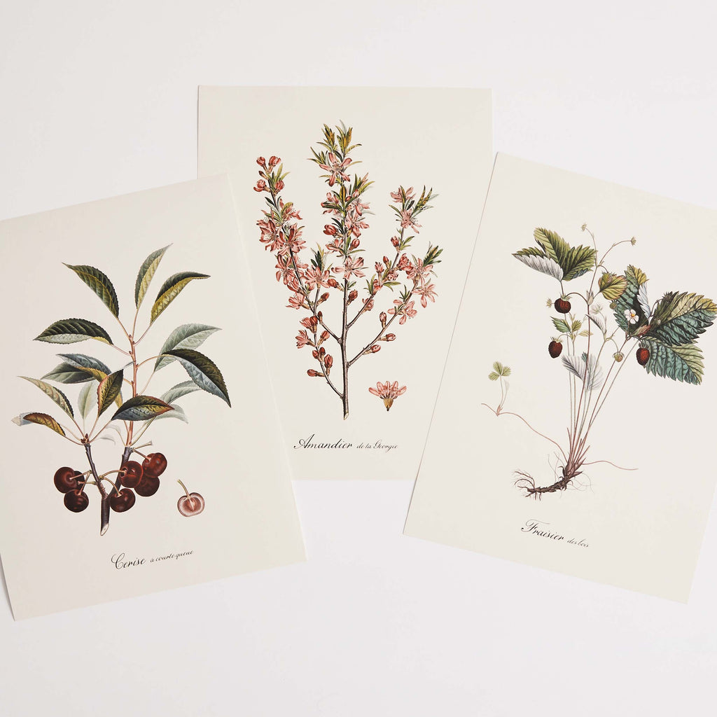 Affiche Amandier rose