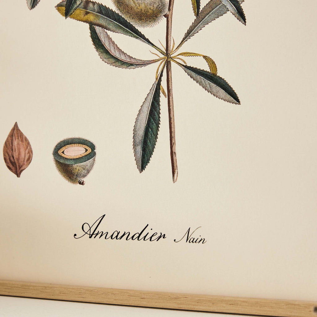 Affiche Amandier