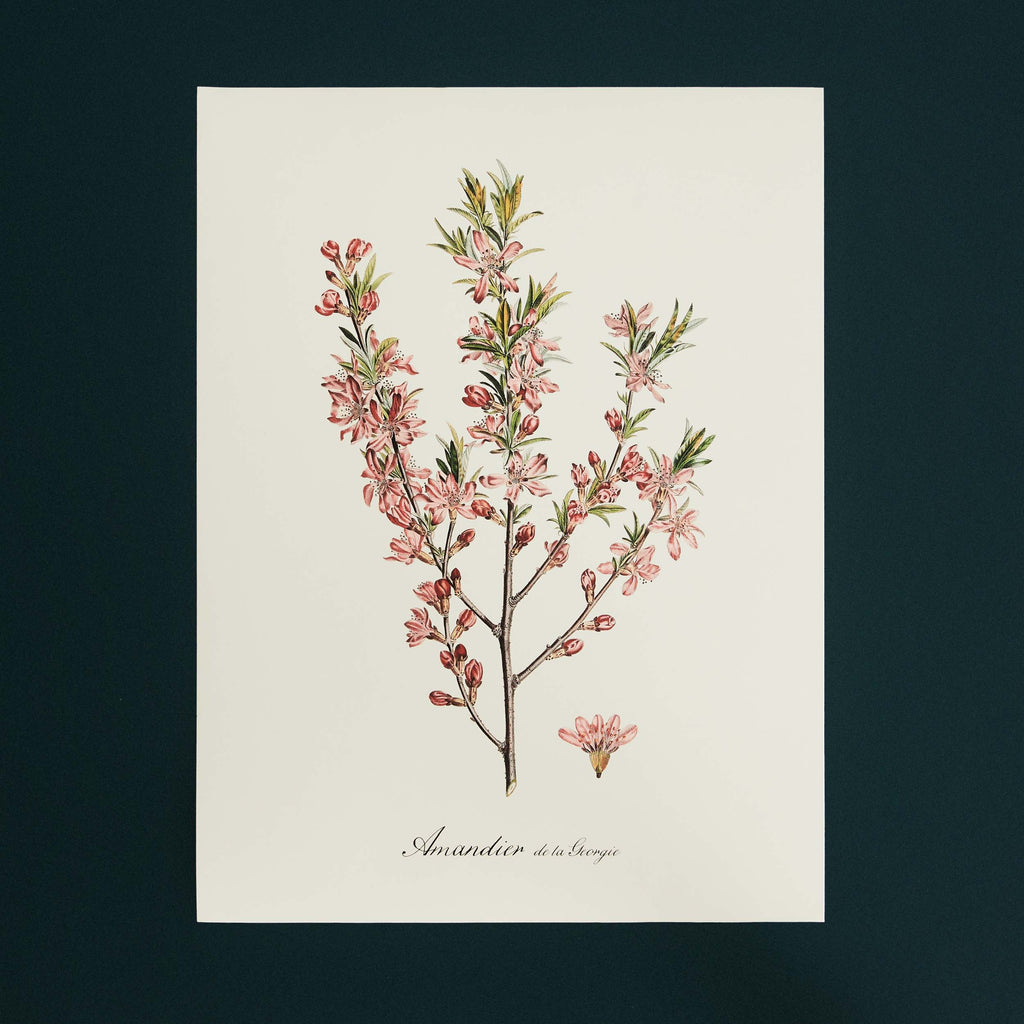 Affiche Amandier rose
