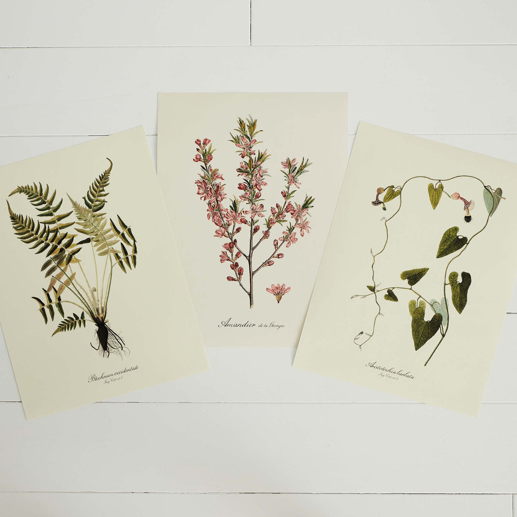 Affiche Amandier rose